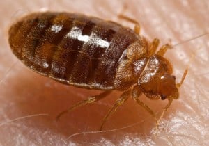 Pest Control Johnson City TN | Termite Control Kingsport TN | Bed Bugs