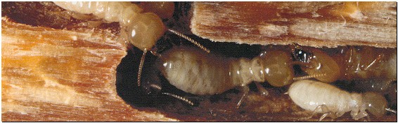 A picture of termites crawling around wood.