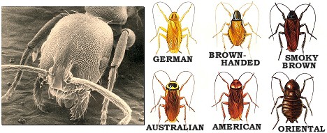 Ladybug Identification, Habitat & Behavior - Ja-Roy Pest Control - Pest  Control & Extermination Services